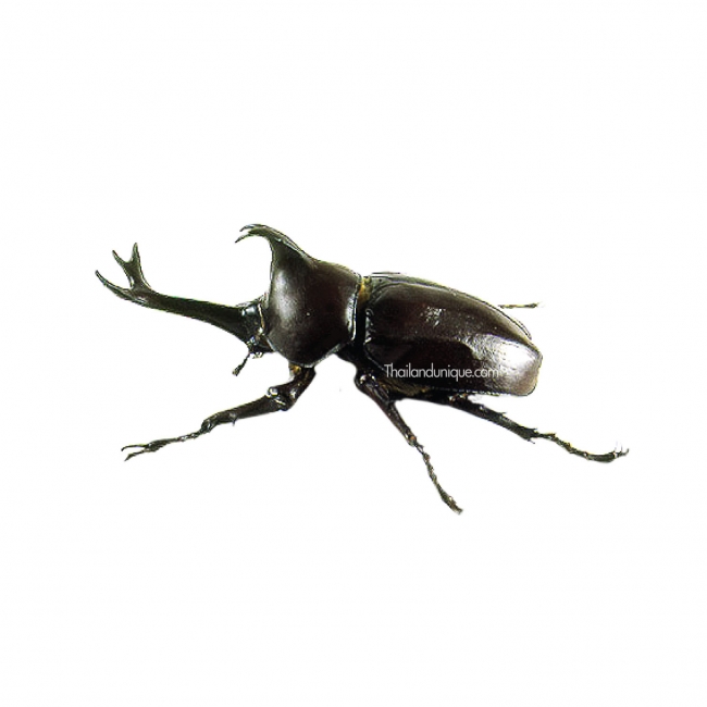 Edible Male Rhino Beetles